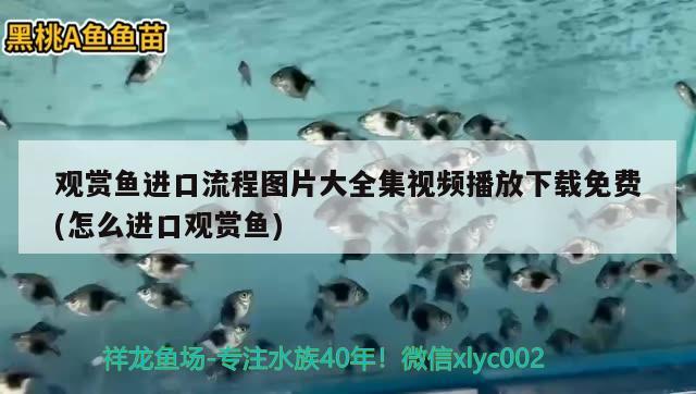 洛陽水族館大師點評龍魚圈 恐龍王魚 第3張