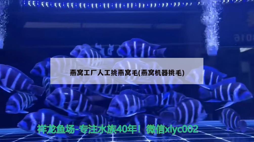 遼源二手魚缸回收地址電話多少（遼源舊物市場在哪里） 鴨嘴鯊魚 第2張