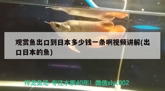 觀賞魚出口到日本多少錢一條啊視頻講解(出口日本的魚) 觀賞魚進出口