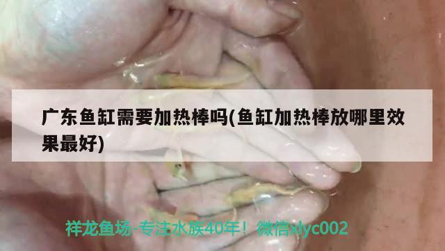 廣東魚缸需要加熱棒嗎(魚缸加熱棒放哪里效果最好) 沖氧泵