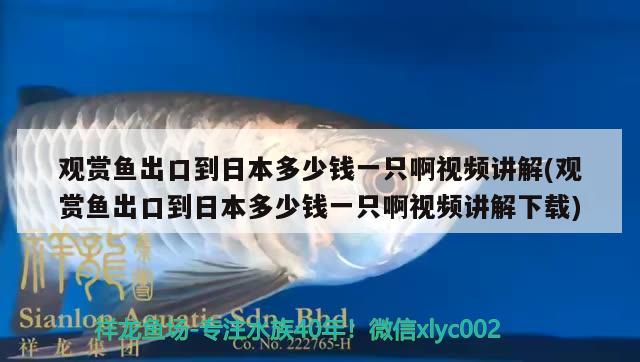 觀賞魚出口到日本多少錢一只啊視頻講解(觀賞魚出口到日本多少錢一只啊視頻講解下載) 觀賞魚進(jìn)出口