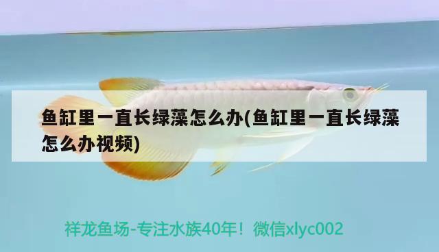 龍魚用藥注意事項(xiàng)：龍魚用藥注意事項(xiàng)有哪些 祥龍水族醫(yī)院 第1張