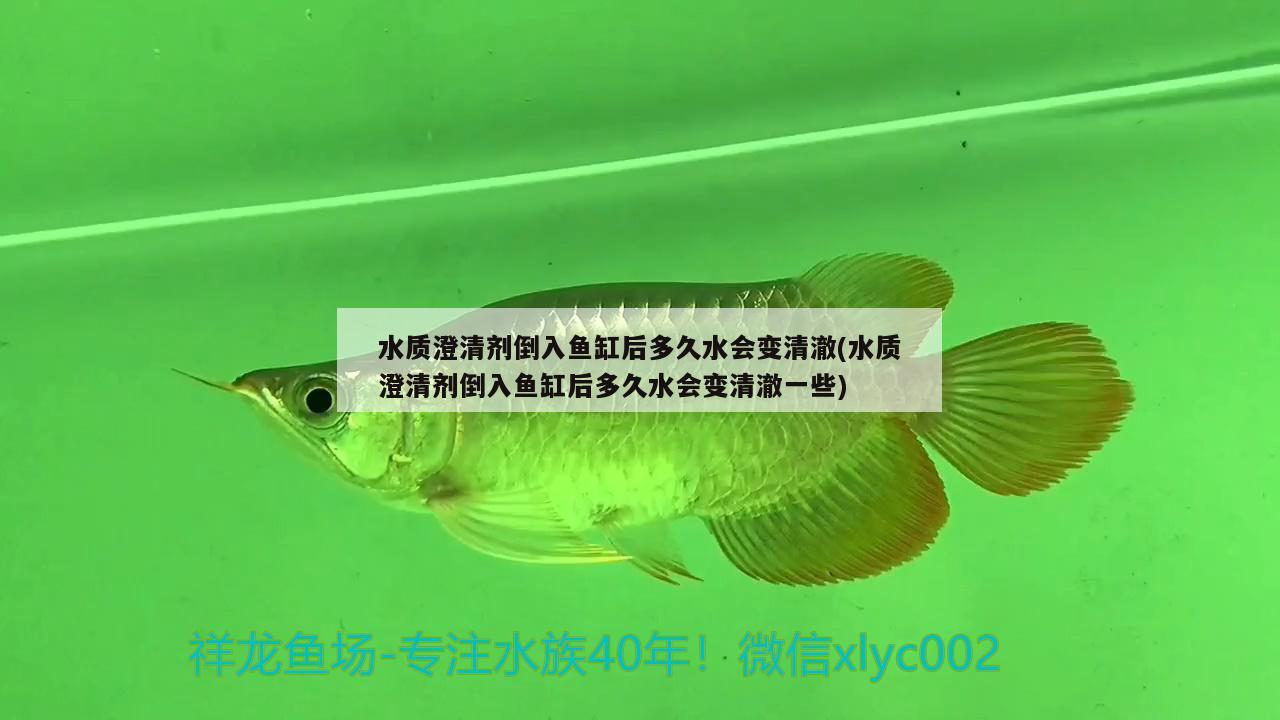 水質(zhì)澄清劑倒入魚缸后多久水會變清澈(水質(zhì)澄清劑倒入魚缸后多久水會變清澈一些)