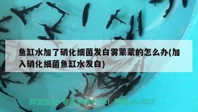 大型鱘龍魚：鱘龍魚最大能長多大 養(yǎng)魚的好處 第2張