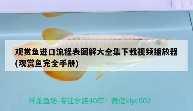 紅龍魚燈光怎么擺放好看（紅龍魚燈光怎么擺放好看圖解） 水族燈（魚缸燈） 第2張