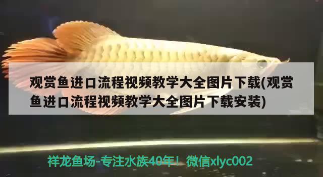 觀賞魚進口流程視頻教學大全圖片下載(觀賞魚進口流程視頻教學大全圖片下載安裝) 觀賞魚進出口