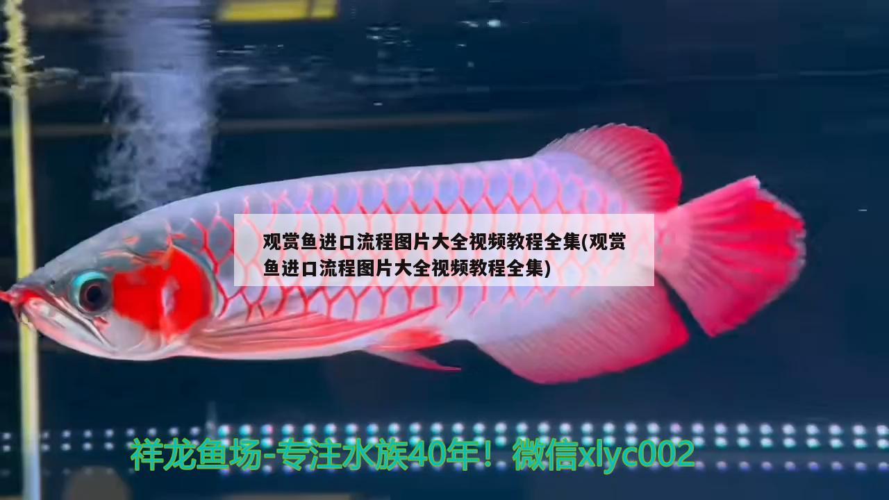 觀賞魚進(jìn)口流程圖片大全視頻教程全集(觀賞魚進(jìn)口流程圖片大全視頻教程全集) 觀賞魚進(jìn)出口