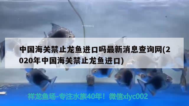 中國海關(guān)禁止龍魚進(jìn)口嗎最新消息查詢網(wǎng)(2020年中國海關(guān)禁止龍魚進(jìn)口) 觀賞魚進(jìn)出口