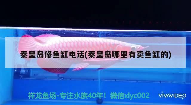 秦皇島修魚缸電話(秦皇島哪里有賣魚缸的) 黃金斑馬魚