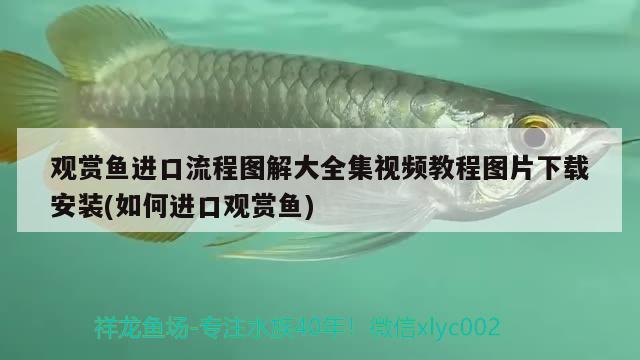 觀賞魚進口流程圖解大全集視頻教程圖片下載安裝(如何進口觀賞魚) 觀賞魚進出口