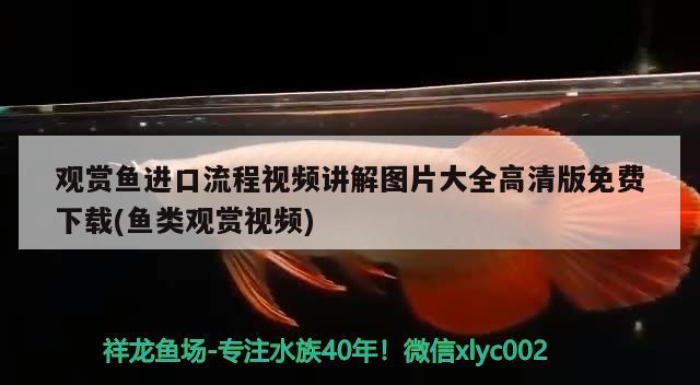 魚缸上頑固水漬如何清除為什么魚缸會有水漬 馬來西亞燕窩 第2張