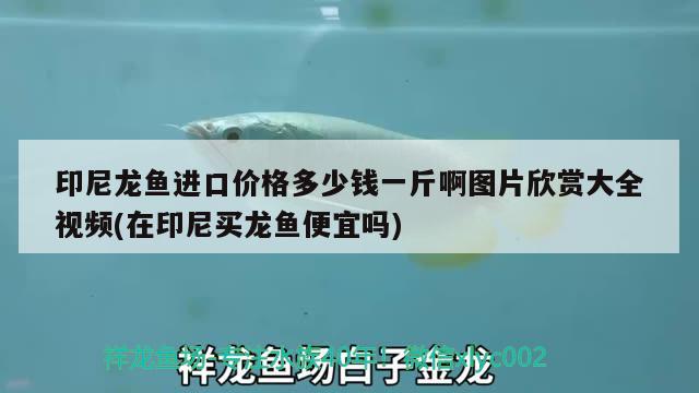 印尼龍魚進(jìn)口價格多少錢一斤啊圖片欣賞大全視頻(在印尼買龍魚便宜嗎) 觀賞魚進(jìn)出口