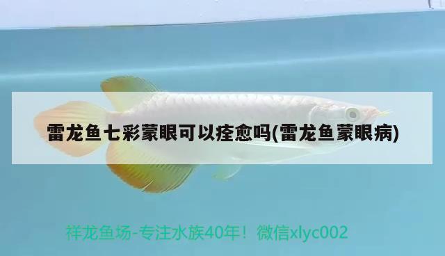 雷龍魚七彩蒙眼可以痊愈嗎(雷龍魚蒙眼病) 白玉紅龍魚