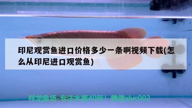 魚缸能用消毒液消毒嗎視頻 魚缸消毒殺菌可以用84嗎