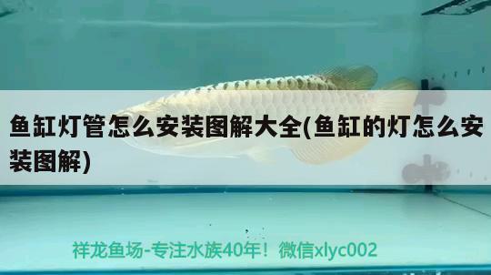 魚缸燈管怎么安裝圖解大全(魚缸的燈怎么安裝圖解) 黃金河虎魚