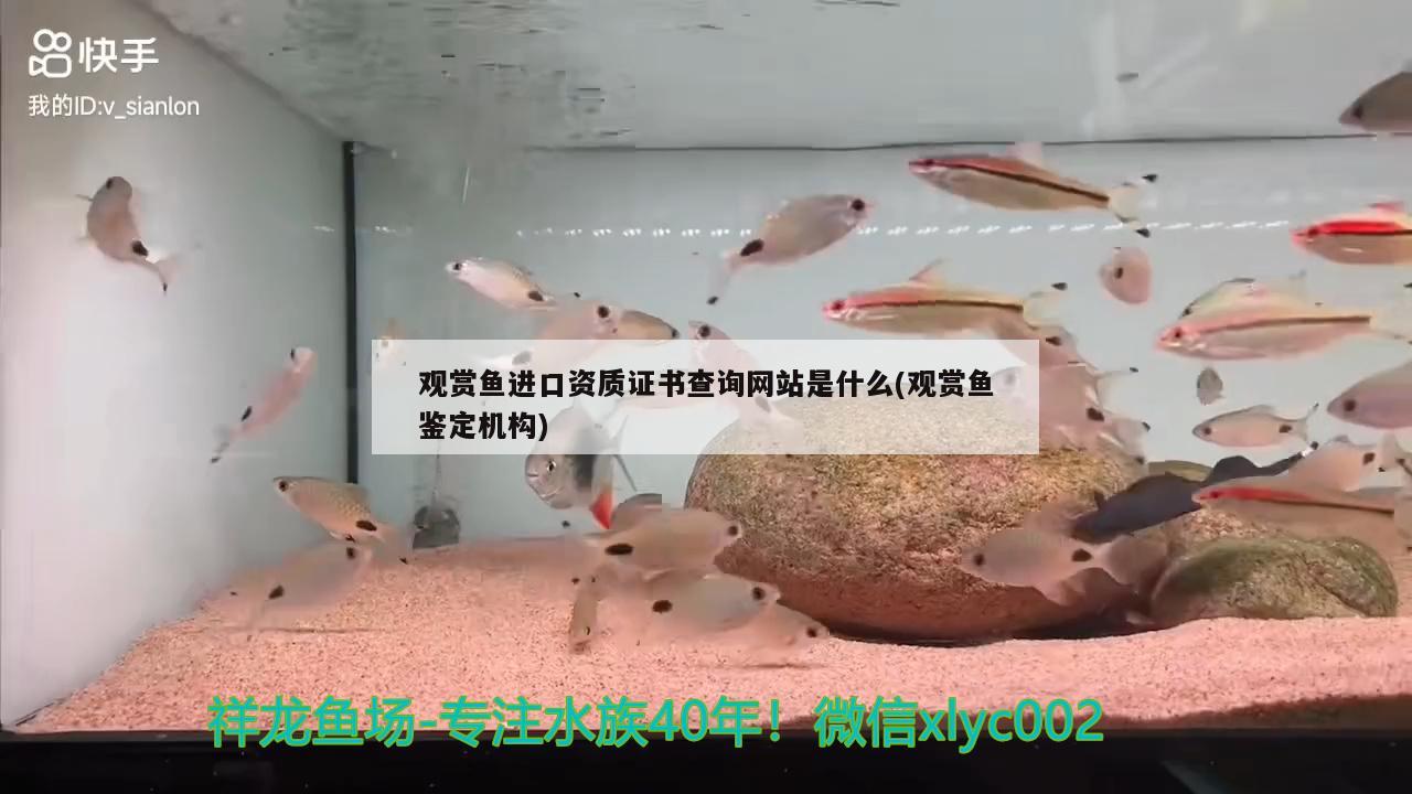 觀賞魚進(jìn)口資質(zhì)證書查詢網(wǎng)站是什么(觀賞魚鑒定機(jī)構(gòu)) 觀賞魚進(jìn)出口