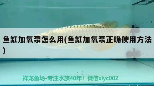 秦皇島魚缸生產(chǎn)廠家有哪些地方招工的 秦皇島魚缸生產(chǎn)廠家有哪些地方招工的電話 龍魚麻藥（祥龍Nika） 第2張