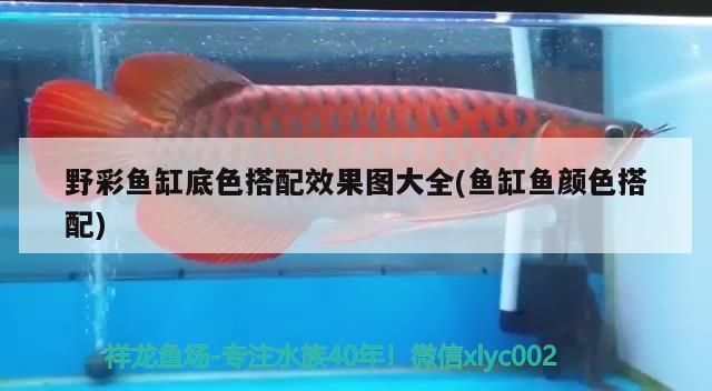 野彩魚缸底色搭配效果圖大全(魚缸魚顏色搭配) 野彩魚