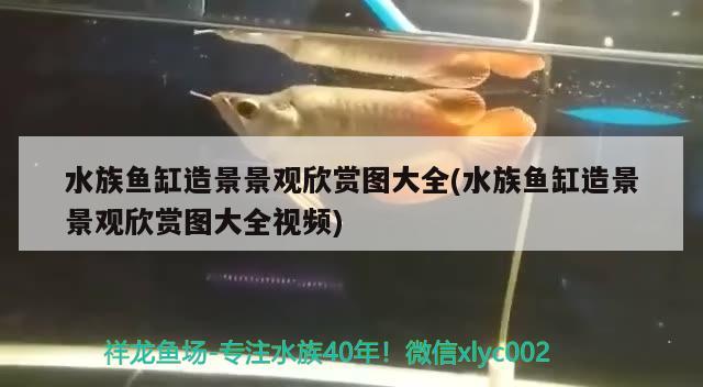 水族魚缸造景景觀欣賞圖大全(水族魚缸造景景觀欣賞圖大全視頻) 委內瑞拉奧里諾三間魚