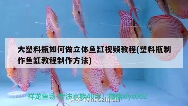 大塑料瓶如何做立體魚缸視頻教程(塑料瓶制作魚缸教程制作方法) 薩伊藍魚