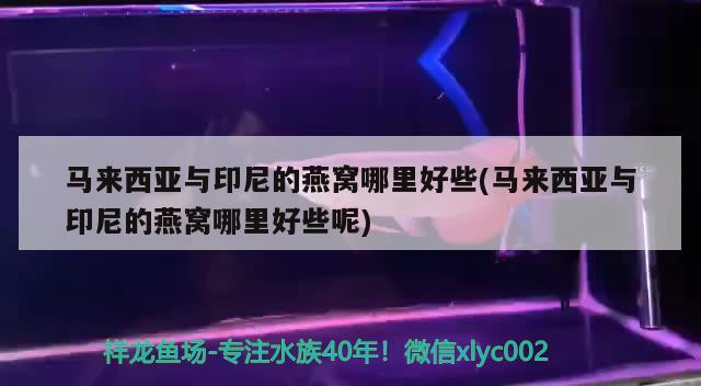 馬來西亞與印尼的燕窩哪里好些(馬來西亞與印尼的燕窩哪里好些呢) 馬來西亞燕窩