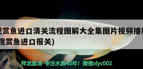 黃金河虎魚品種（黃金河虎魚視頻） 虎魚百科 第1張