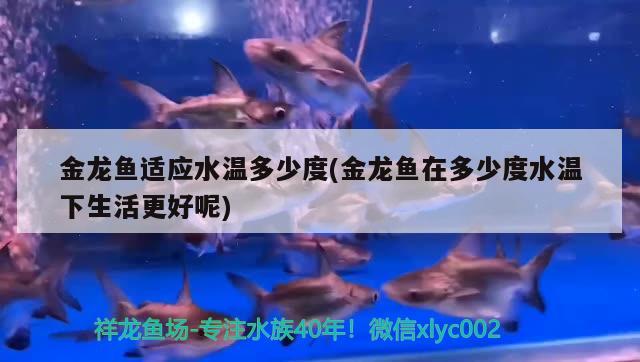 金龍魚適應(yīng)水溫多少度(金龍魚在多少度水溫下生活更好呢)