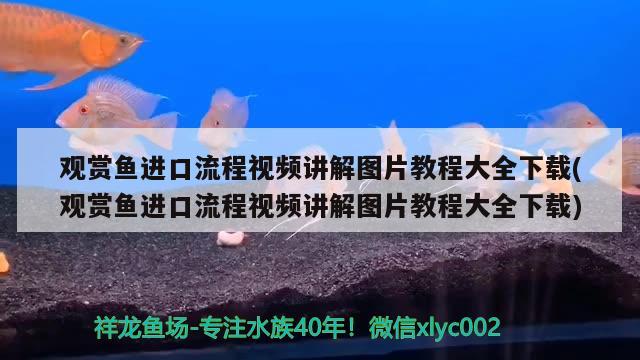 怎么做食品彩泥迷你的，如何用彩泥做甜品 觀(guān)賞魚(yú) 第2張