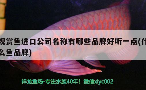 40公分的金龍魚多少錢（40公分的紅龍魚價格） 稀有金龍魚 第3張