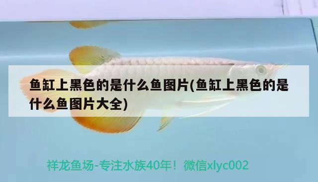 魚缸上黑色的是什么魚圖片(魚缸上黑色的是什么魚圖片大全) 白子關刀魚苗