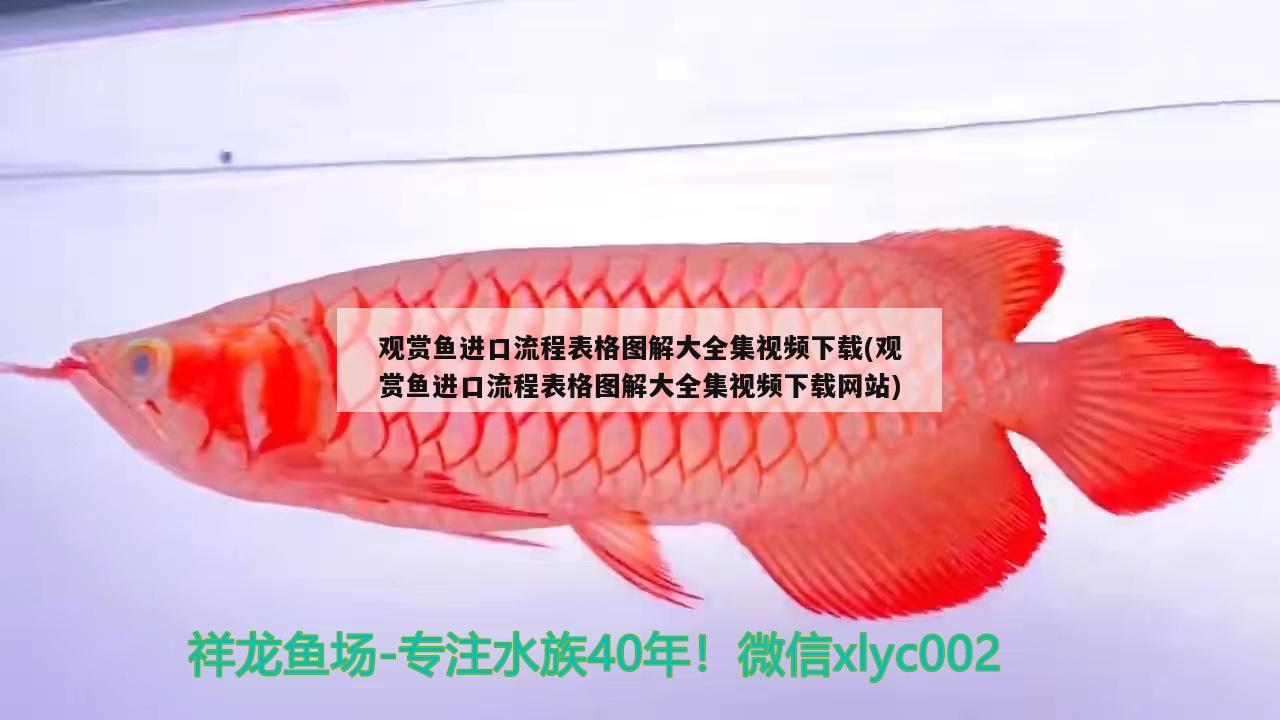 觀賞魚進口流程表格圖解大全集視頻下載(觀賞魚進口流程表格圖解大全集視頻下載網站) 觀賞魚進出口 第2張