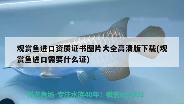 觀賞魚進(jìn)口資質(zhì)證書圖片大全高清版下載(觀賞魚進(jìn)口需要什么證) 觀賞魚進(jìn)出口