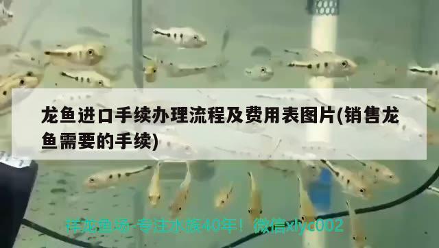 森森魚缸可以定制嗎（ 森森魚缸到底好不好） 狗仔（招財貓)魚苗