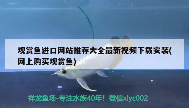 虎魚(yú)什么品種最貴（什么品種的虎魚(yú)最值錢(qián)） 虎魚(yú)百科 第3張