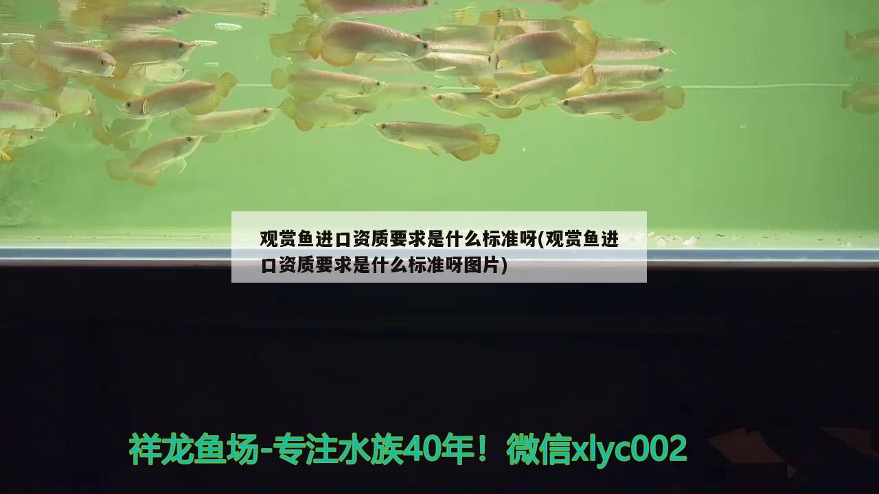 德陽觀賞魚市場欣賞一下斑馬狗頭河豚