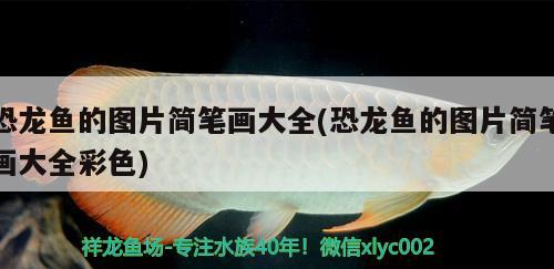 恐龍魚的圖片簡筆畫大全(恐龍魚的圖片簡筆畫大全彩色)