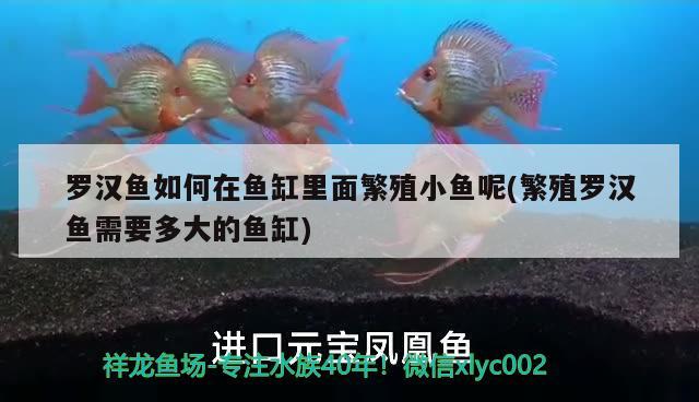 羅漢魚如何在魚缸里面繁殖小魚呢(繁殖羅漢魚需要多大的魚缸) 羅漢魚 第2張