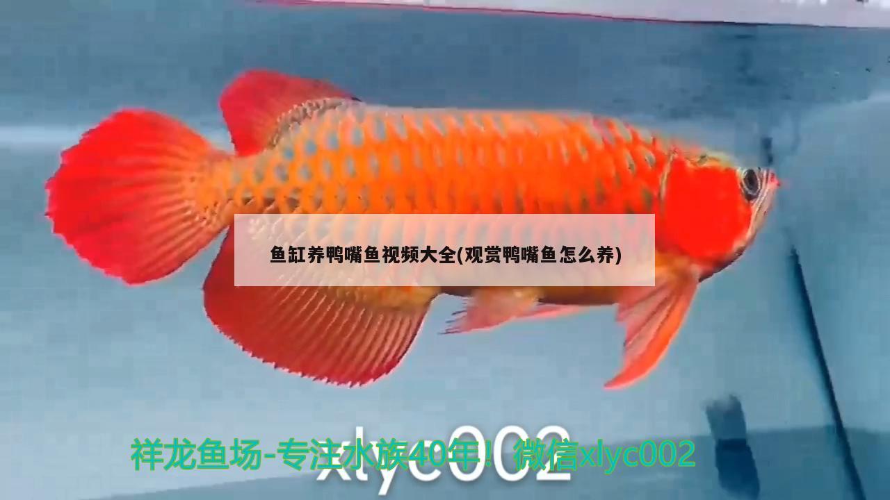 魚缸養(yǎng)鴨嘴魚視頻大全(觀賞鴨嘴魚怎么養(yǎng))