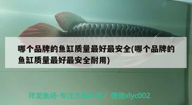 哪個(gè)品牌的魚缸質(zhì)量最好最安全(哪個(gè)品牌的魚缸質(zhì)量最好最安全耐用) 黑金魟魚