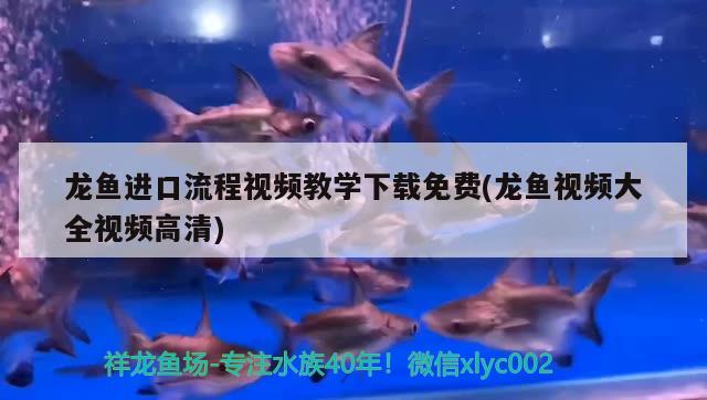 魚(yú)缸背景圖3D背景圖片（魚(yú)缸背景圖超清） 成吉思汗鯊（球鯊）魚(yú) 第2張