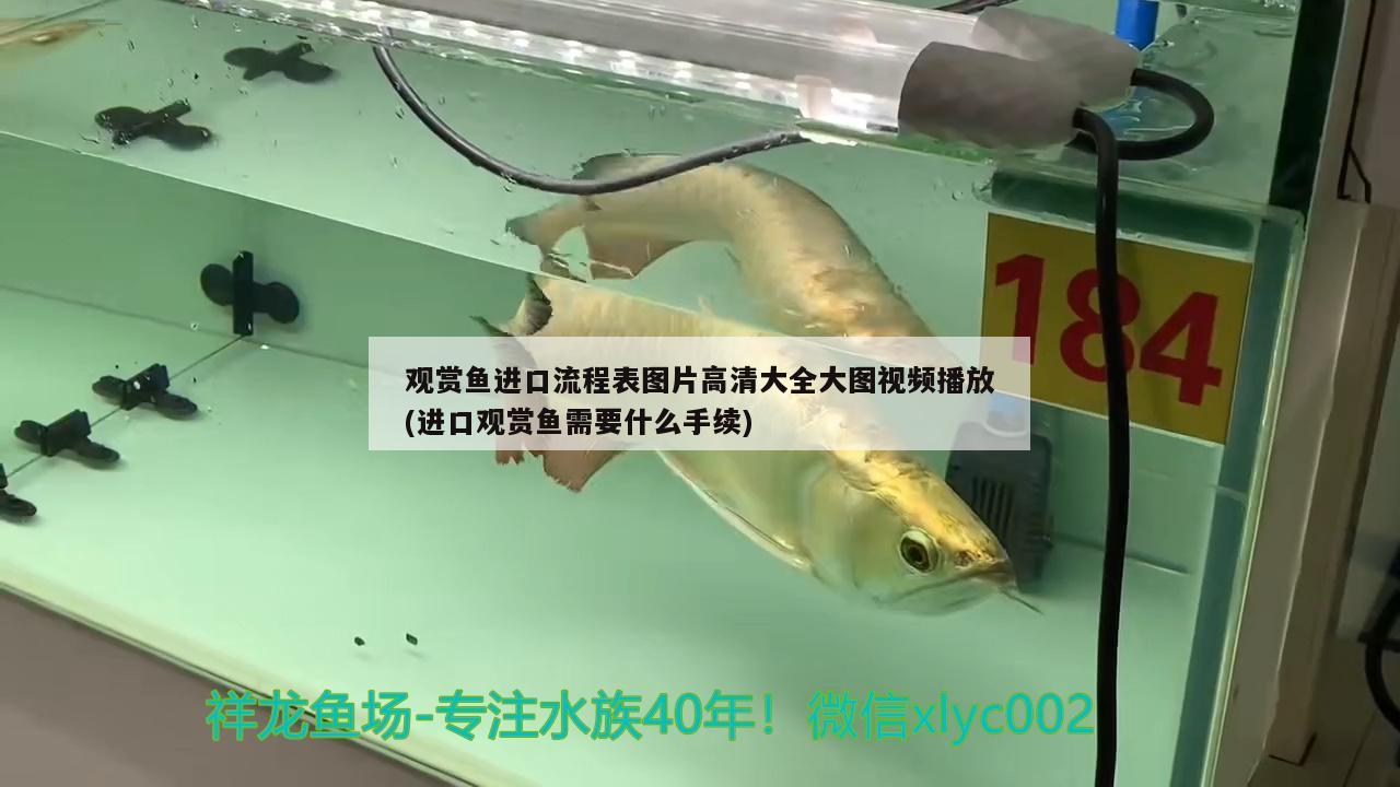 觀賞魚進(jìn)口流程表圖片高清大全大圖視頻播放(進(jìn)口觀賞魚需要什么手續(xù)) 觀賞魚進(jìn)出口