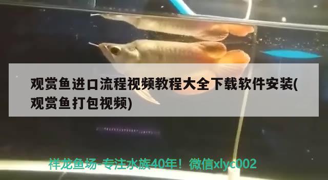 觀賞魚進(jìn)口流程視頻教程大全下載軟件安裝(觀賞魚打包視頻) 觀賞魚進(jìn)出口