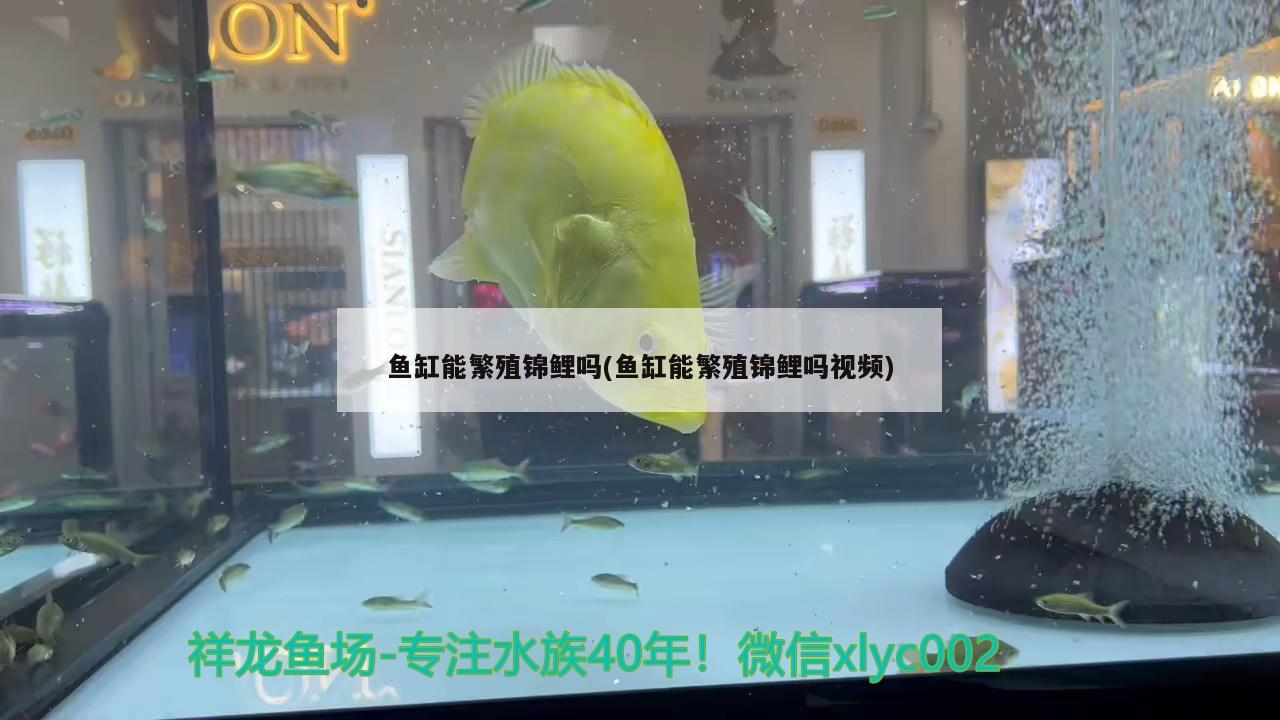 魚缸能繁殖錦鯉嗎(魚缸能繁殖錦鯉嗎視頻)