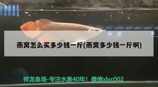 怎么才能把魚缸水養(yǎng)清澈 魚缸怎么能讓水清澈