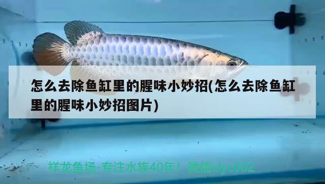 喀喇沁旗水精靈魚缸店 全國水族館企業(yè)名錄 第4張