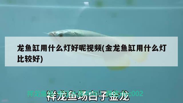 銀龍魚一般喂什么魚料最好呢(銀龍魚吃啥餌料)