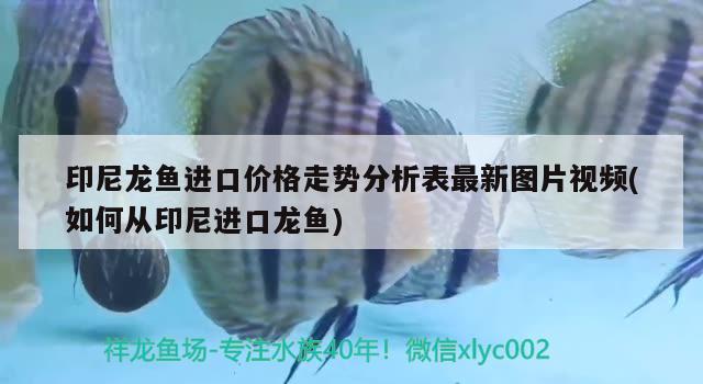 一天兩條沙包 觀賞魚論壇 第2張