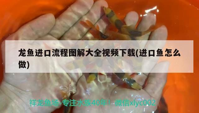 龍魚進(jìn)口流程圖解大全視頻下載(進(jìn)口魚怎么做) 觀賞魚進(jìn)出口