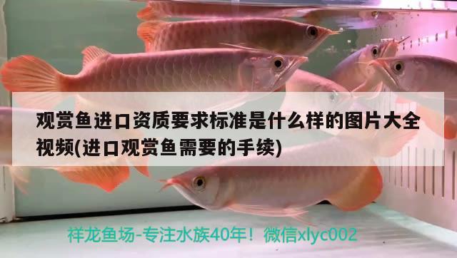 觀賞魚進(jìn)口資質(zhì)要求標(biāo)準(zhǔn)是什么樣的圖片大全視頻(進(jìn)口觀賞魚需要的手續(xù)) 觀賞魚進(jìn)出口