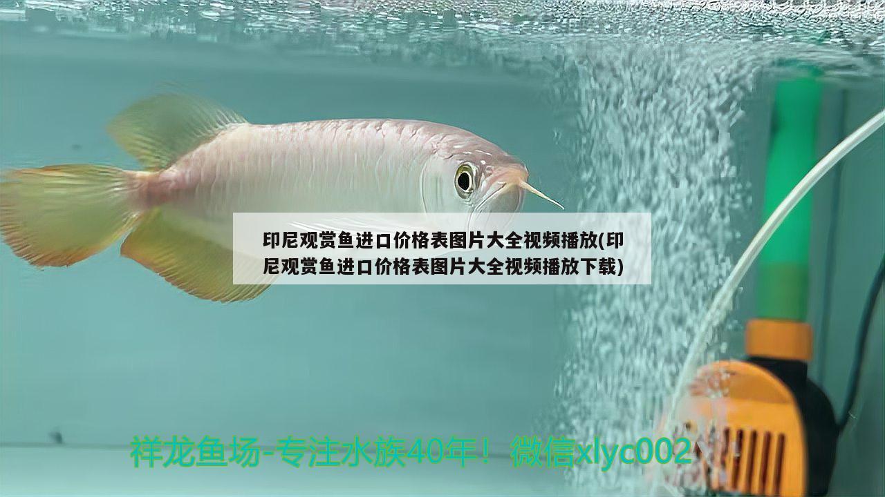 印尼觀賞魚進(jìn)口價(jià)格表圖片大全視頻播放(印尼觀賞魚進(jìn)口價(jià)格表圖片大全視頻播放下載)